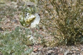 Doruklarn Beneklimelei (Pontia callidice)
