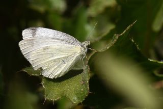 ran Beyazmelei (Pieris persis)