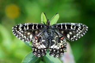 Gney Fistosu (Zerynthia polyxena)
