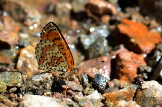 Kafkasyal parhan (Melitaea interrupta)