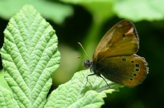Rus Zpzp Perisi (Coenonympha leander)