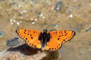 Kafkasyal parhan (Melitaea interrupta)