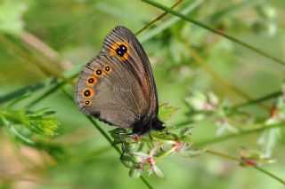 Orman Gzelesmeri (Erebia medusa )