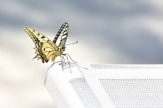 Krlangkuyruk (Papilio machaon)