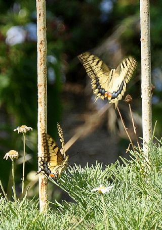 Krlangkuyruk (Papilio machaon)