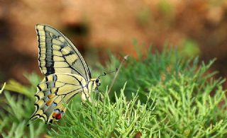 Krlangkuyruk (Papilio machaon)