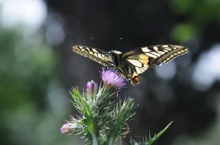 Krlangkuyruk (Papilio machaon)