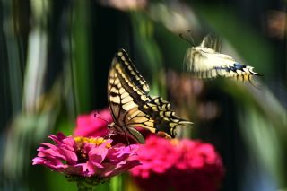 Krlangkuyruk (Papilio machaon)