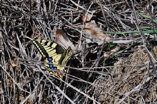 Krlangkuyruk (Papilio machaon)