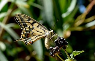 Krlangkuyruk (Papilio machaon)