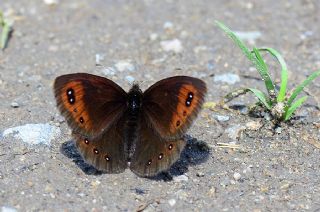 Mecnun Gzelesmeri (Erebia melancholica)