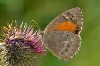 Kaya Esmeri (Kirinia clymene)