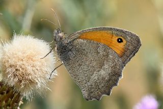 Esmerperi (Hyponephele lupina)