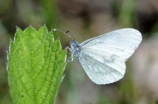 Narin Orman Beyaz (Leptidea sinapis)