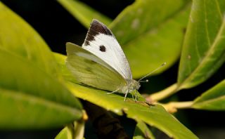 Byk Beyazmelek  (Pieris brassicae)