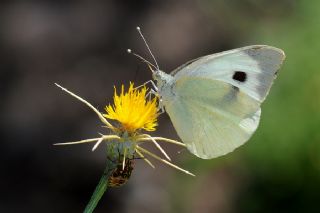 Byk Beyazmelek  (Pieris brassicae)