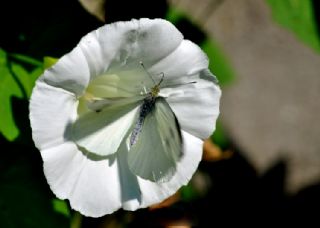 Byk Beyazmelek  (Pieris brassicae)