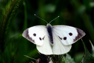 Byk Beyazmelek  (Pieris brassicae)