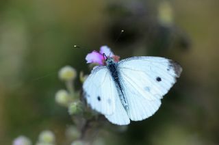 Byk Beyazmelek  (Pieris brassicae)