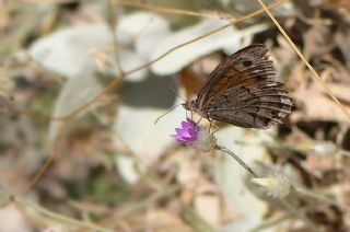 Anadolu Pirireisi (Satyrus favonius)