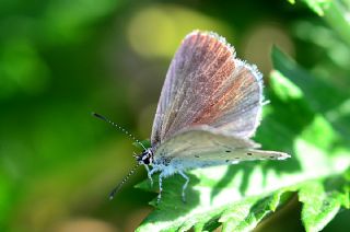 Balkan Everesi (Cupido decoloratus)