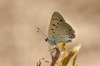 Anadolu Ate Gzeli (Lycaena asabinus)