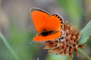 Orman Bakr Gzeli (Lycaena virgaureae)