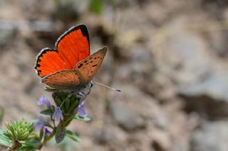 Da Atei (Lycaena thetis)