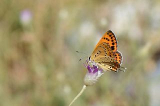 Kk Ate Gzeli (Lycaena thersamon)