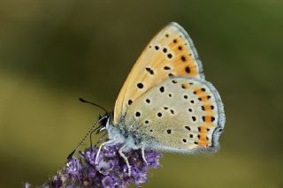 Kermanah (Lycaena kurdistanica)