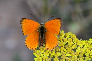 Orman Bakr Gzeli (Lycaena virgaureae)