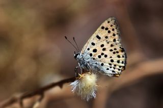 Alev Ategzeli (Lycaena kefersteinii)