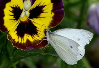 Kk Beyazmelek (Pieris rapae)