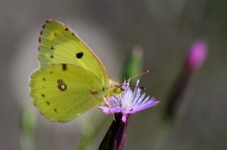 Gzel Azamet (Colias alfacariensis)