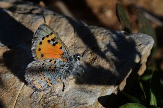 Akbes Gelincii (Tomares nesimachus)