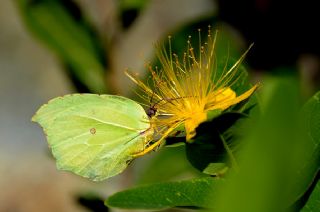 Kleopatra (Gonepteryx cleopatra)