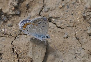 okgzl Mavi (Polyommatus icarus)