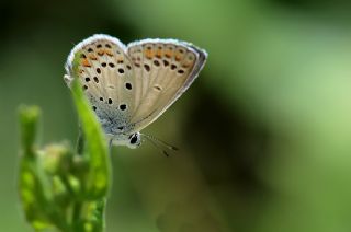 Anadolu Esmergz (Plebejus modicus)