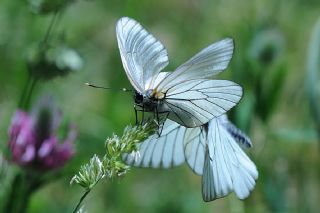 Al Beyaz (Aporia crataegi)