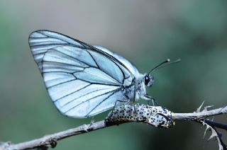 Al Beyaz (Aporia crataegi)