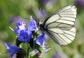 Al Beyaz (Aporia crataegi)