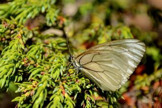 Al Beyaz (Aporia crataegi)