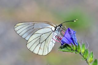 Al Beyaz (Aporia crataegi)