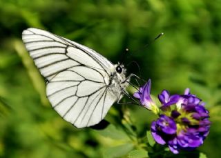 Al Beyaz (Aporia crataegi)