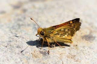 G�m�� Benekli Z�pz�p&nbsp;(Hesperia&nbsp;comma)