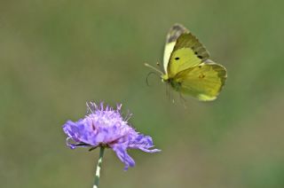 Sar Azamet (Colias croceus)