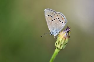 okgzl Gzel Mavi (Polyommatus bellis)