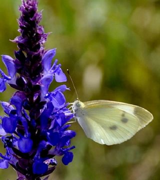 Byk Beyazmelek  (Pieris brassicae)