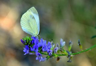 Kk Beyazmelek (Pieris rapae)