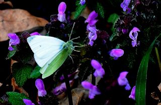 Kk Beyazmelek (Pieris rapae)